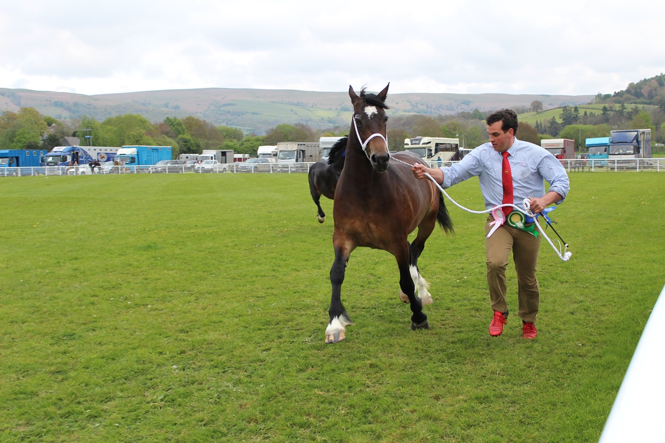 Glanusk Stallion Show 2017 – IG Welsh