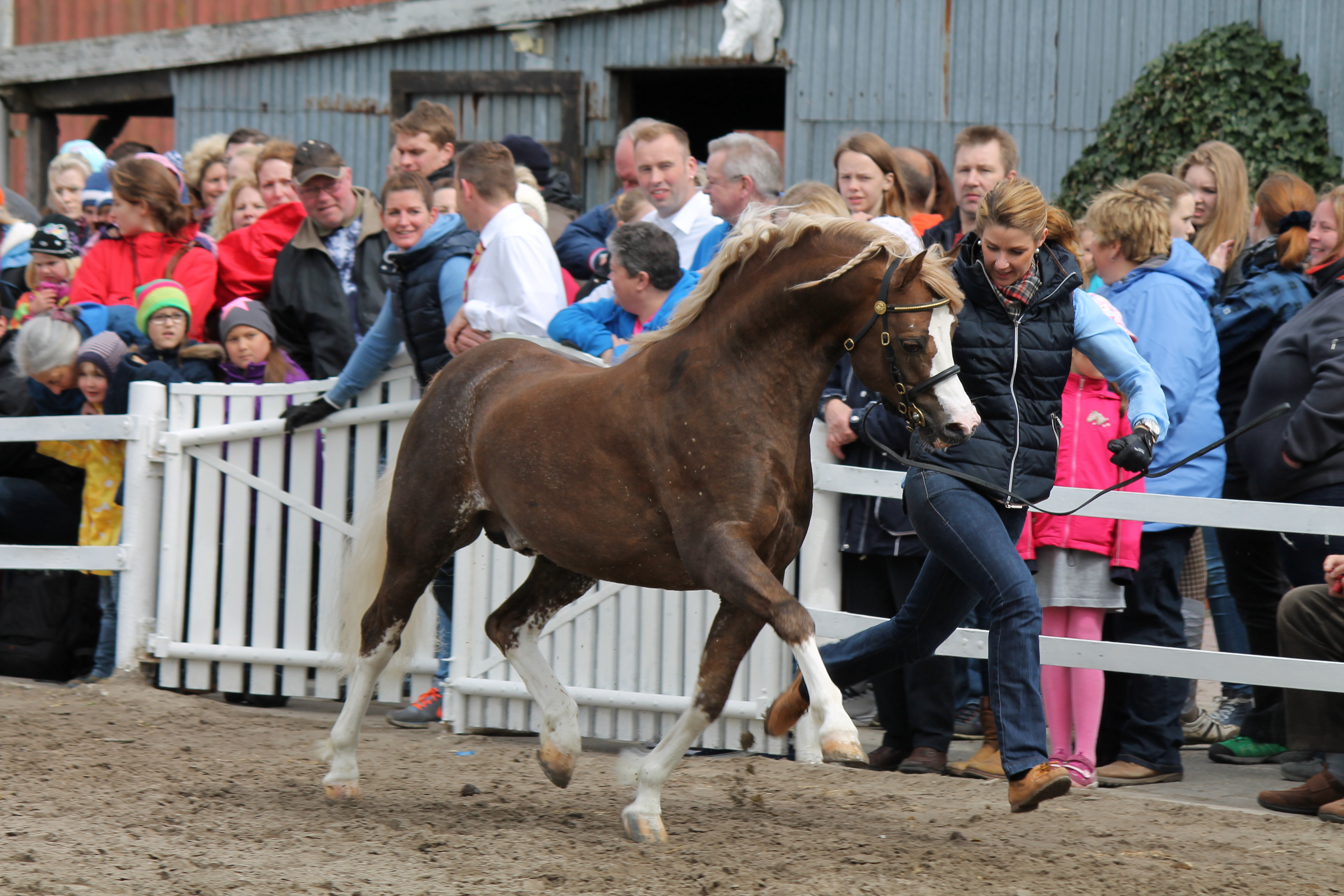 Welsh B Hengst Störtebekers Dorkas – IG Welsh